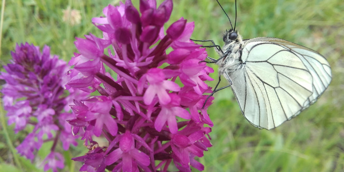 Scopri la natura con BioBlitz Lombardia  al Parco Monte Barro 